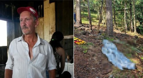 Idoso morre ao sofrer queda de araucária enquanto colhia pinhão