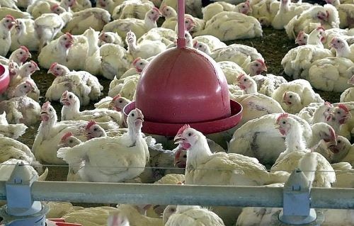 China suspende compra de carne de frango do Brasil após caso de gripe aviária no RS