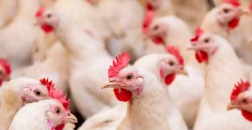 Gripe aviária: Brasil ainda tem 12 casos suspeitos sob investigação