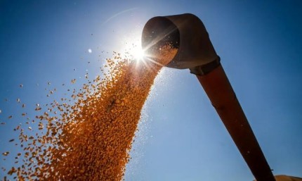 Grãos - milho - agro - agricultura