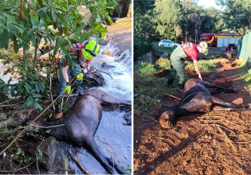 Bombeiros salvam cavalo debilitado encontrado em riacho no Oeste