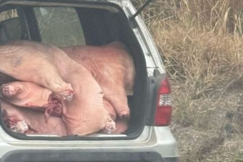 Caminhão carregado de carne tomba na BR-470 e parte da mercadoria é saqueada em SC