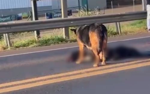  Cadela chora e se recusa a deixar ‘aumigo’ morto atropelado na BR-282, em Pinhalzinho