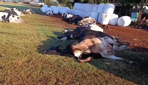 Vacas leiteiras morrem eletrocutadas no interior do Paraná