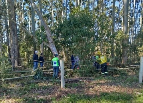 Idoso morre ao ser atingido por eucalipto durante corte de árvores em SC