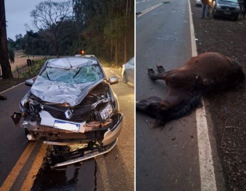 Cavalo invade pista e causa acidente em rodovia no Oeste Catarinense