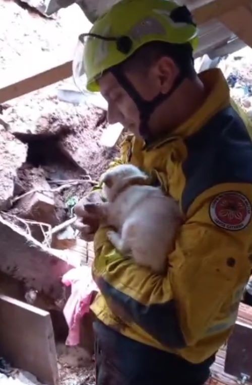 Cão é resgatado dos escombros após deslizamento de terra no Oeste