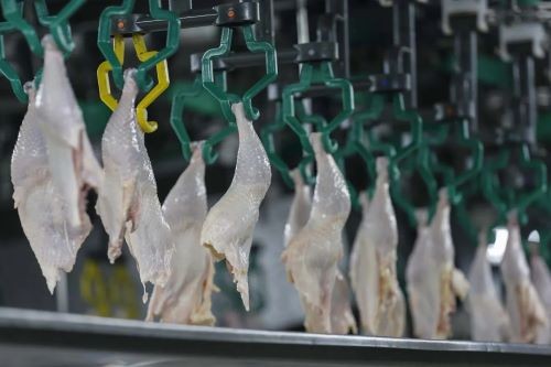 Arábia Saudita reabre mercado para importação da carne de aves do Rio Grande do Sul