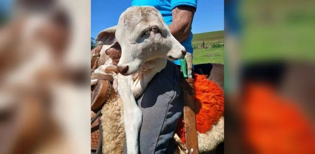 Bezerra com duas cabeças nasce em Belmonte e será estudada pela Unoesc