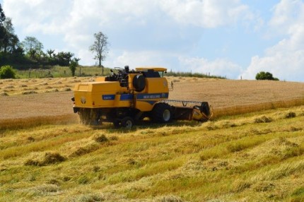 trigo - agro - agricultura - agronegócio.JPG