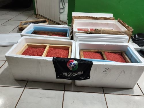 Polícia Militar apreende 32,5 kg de ova de salmão contrabandeada em Campo Erê