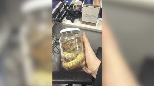 Agricultora é surpreendida por cobra venenosa e as duas vão parar em hospital de SC
