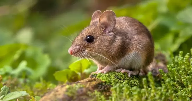 rato - roedor - hantavirus-convertido
