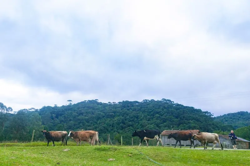 Vacas_andando_sobre_o_pasto-convertido