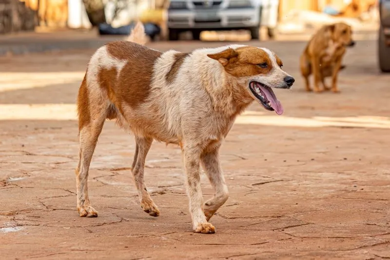 Animal_cachorro_abandonado_na_rua_a_tarde - -convertido
