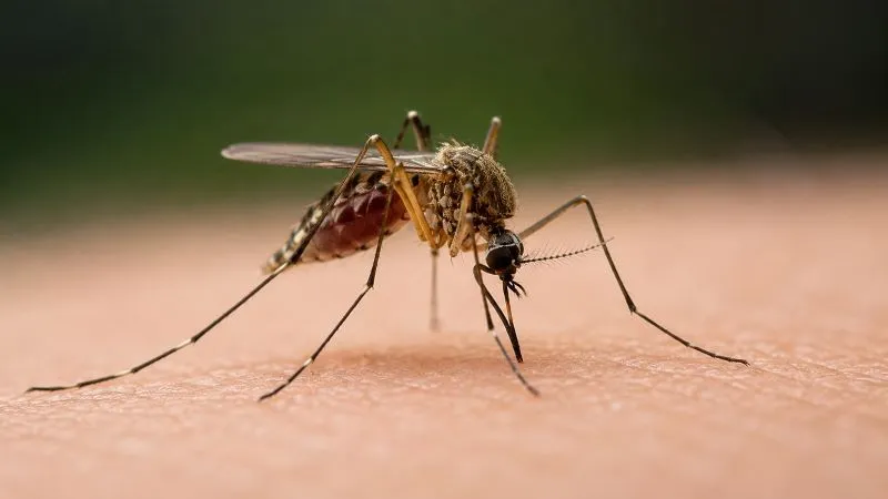 Mosquito pernilongo - -convertido