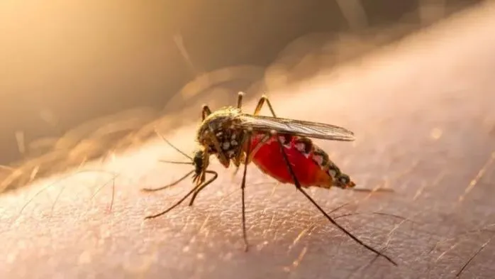 Mosquito - pernilongo -convertido