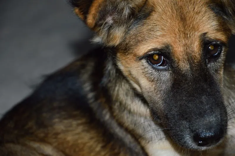Cachorrinho_com_olhas_triste-convertido