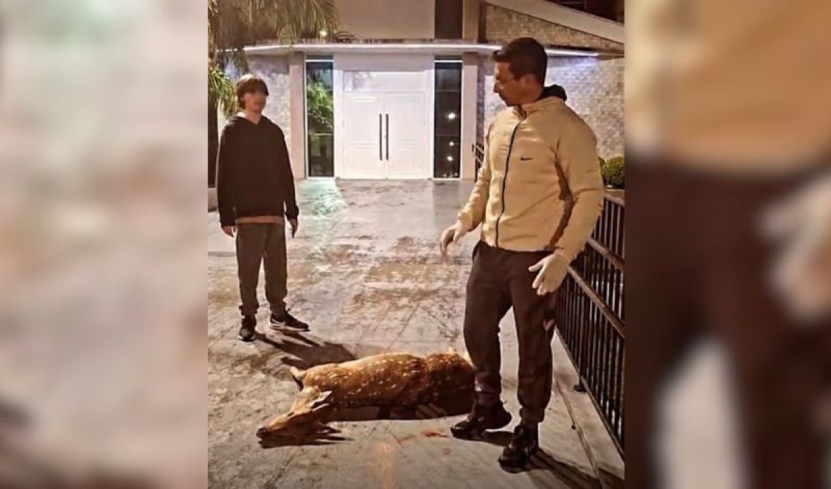 cotidiano-veado-morre-apos-ser-atacado-por-caes-no-centro-de-irani-1-146