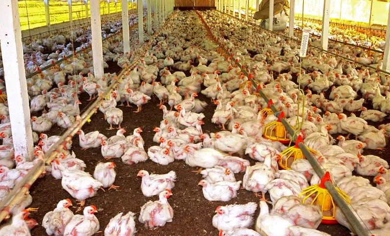 Granja_de_galinha._Criatorio_de_aves-convertido