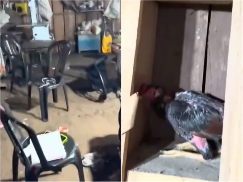 policia-pm-flagra-rinha-de-galos-e-apreende-27-animais-no-interior-de-ipuacu-1-919-convertido